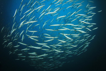 Fototapeta na wymiar Fish school in ocean. Barracuda fish