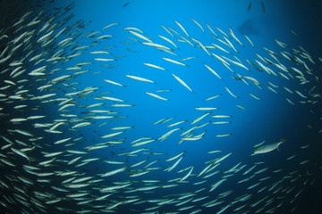 Fish school in ocean. Barracuda fish