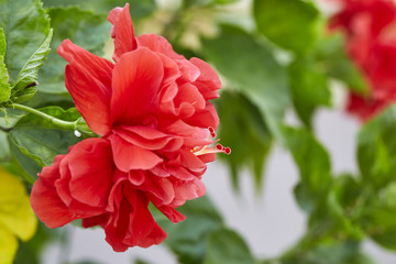 Obraz premium hibiscus