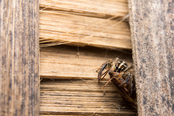 Jumping Spider(Salticidae), Spider in Thailand on wood bamboo.