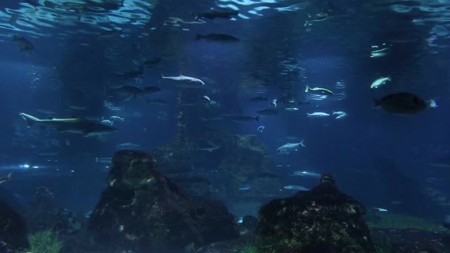 Fishes with sun light through water surface