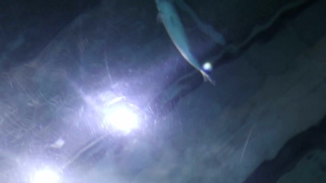 Fishes with sun light through water surface