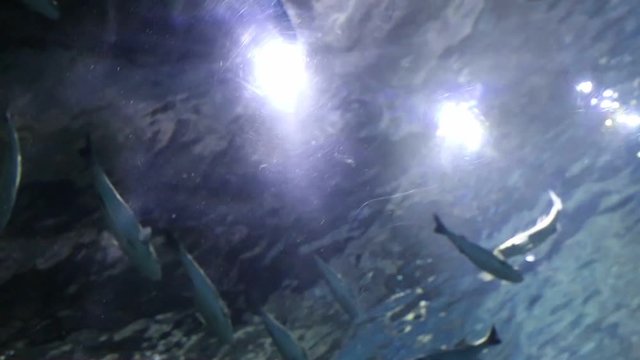 Fishes with sun light through water surface
