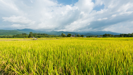 Rice terraces on mountain in Nan Province, northern of Thailand.