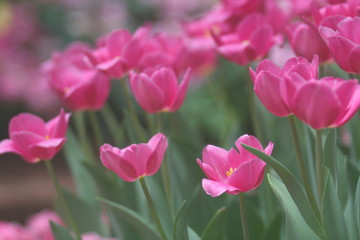 Tulips pink soft image / Pink Tulips wallpaper