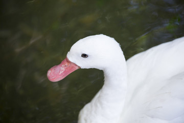 Coscoroba Swan