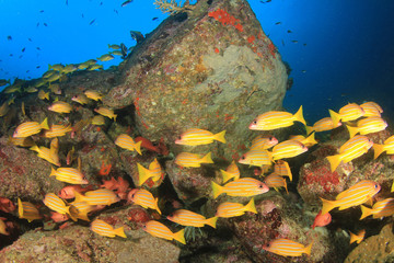 Naklejka na ściany i meble Coral reef and tropical sea fish underwater in ocean