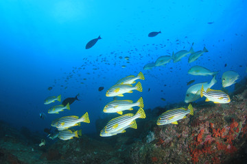 Fototapeta na wymiar Coral reef and tropical sea fish underwater in ocean