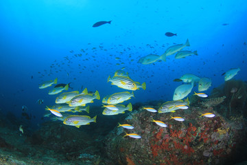 Naklejka na ściany i meble Coral reef and tropical sea fish underwater in ocean