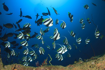 Fototapeta na wymiar Coral reef and tropical sea fish underwater in ocean