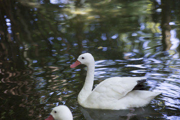 Coscoroba Swan
