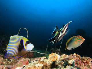 Fototapeta na wymiar Tropical fish coral reef in ocean