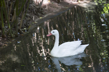 Obraz premium Coscoroba Swan