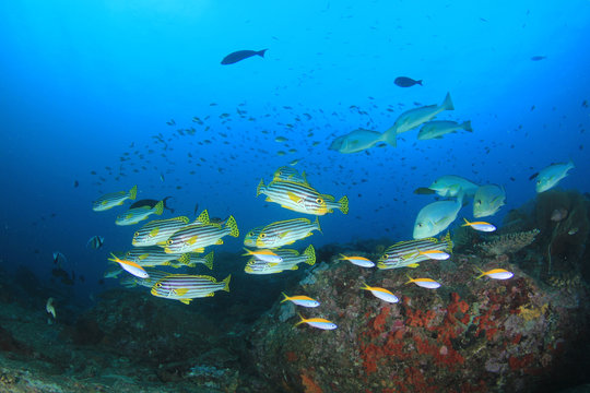 Coral reef and tropical sea fish underwater in ocean