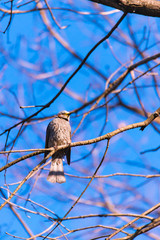 Brown-eared Bulbul bird,in Showa Kinen Park,Tokyo,Japan