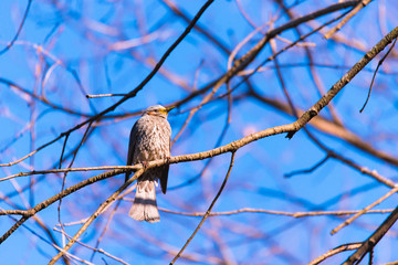 Brown-eared Bulbul bird,in Showa Kinen Park,Tokyo,Japan