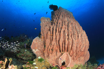 Coral reef and tropical sea fish underwater in ocean