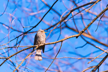 Brown-eared Bulbul bird,in Showa Kinen Park,Tokyo,Japan