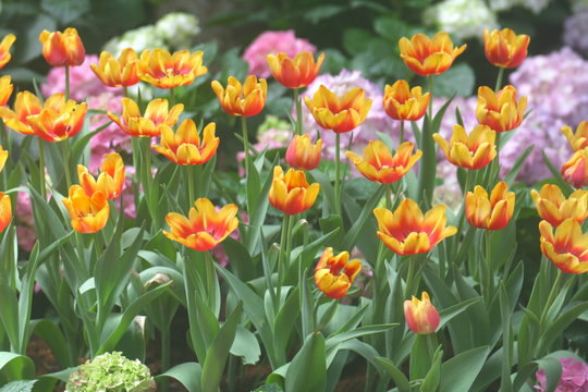 Tulips yellow orange soft image / Yellow orange Tulips wallpaper