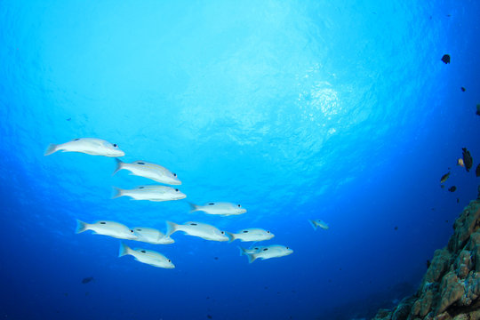 Coral reef and tropical sea fish underwater in ocean