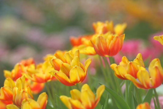 Tulips yellow orange soft image / Yellow orange Tulips wallpaper