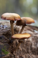 Three mushrooms