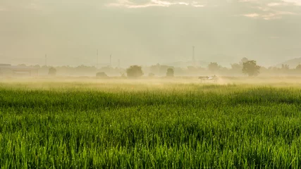 Papier Peint photo Lavable Campagne Beautiful rice field and dew in the morning