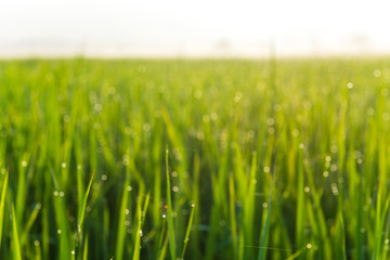 Rice field and dew in the morning with bokeh light.