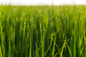 Fototapeta na wymiar Rice field and dew in the morning with bokeh light.