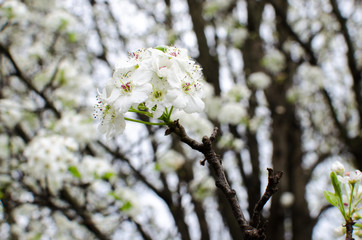 Callery Pear Tree with Spring Flowers