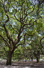 Live Oak Tree