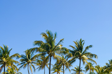 Fototapeta premium Palm trees and clear skies