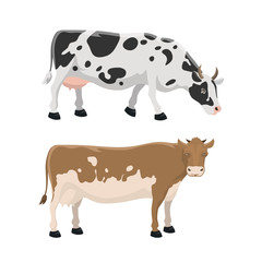 Bull and cow farm animal vector illustration.