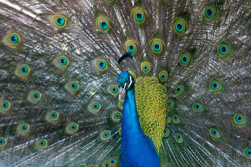 Obraz premium peacock