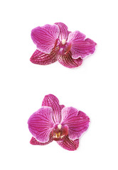 Fototapeta na wymiar Single orchid flower isolated