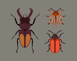 Insect icon flat isolated nature flying bugs beetle ant and wildlife spider grasshopper or mosquito cockroach animal biology graphic vector illustration.