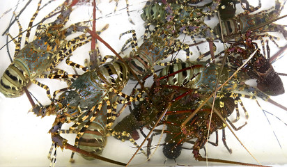 The counter on the market with fresh seafood, shrimps and crabs.