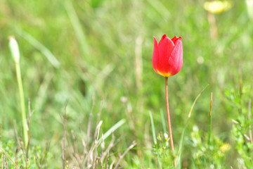 Obraz premium Wild tulip is blooming in mountains at spring time