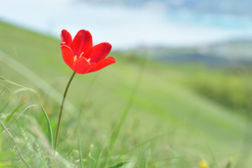 Wild tulip is blooming in mountains at spring time