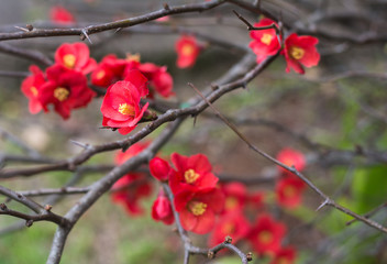 The red chaenomeles little flower  in winter garden in Toowoomba, Australia