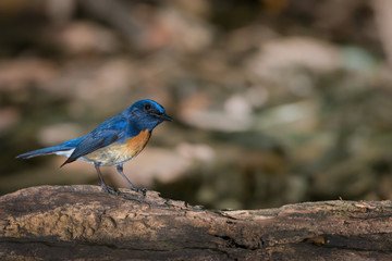 Time for catching prey..Active blue bird , Blue-throated Flycatcher,male making a living in deep rainforest of thailand.