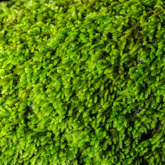 Close up green moss in forest after rain