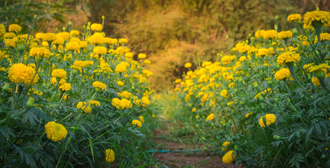 Yellow Calendula or Marigold flowers in the garden under morning light .