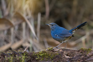 Cute tiny blue bird in the highland forest.Blue bird ,White-bellied redstart (hodgsonius phaenicuroides) making a living ,migration to northern of Thailand.