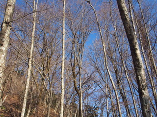 Fototapeta premium 木々