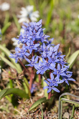 small blue spring flowers