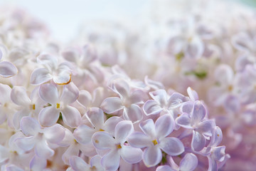 nice lilac