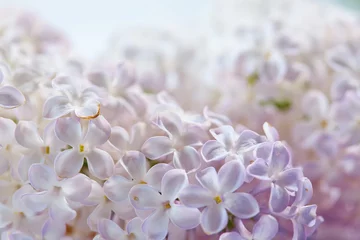 Fotobehang nice lilac © fox17