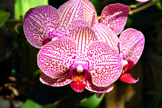 Eine Orchidee , Orchidaceae, als Unterart der Knabenkr&auml;uter