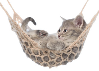 Fototapeta na wymiar Cute striated kitten sleeping in hammock isolated